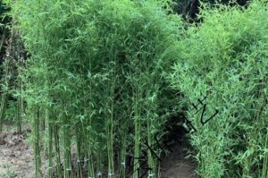 美国为什么禁止种植竹子？看后才知道，原来竹子比我们想象的可怕